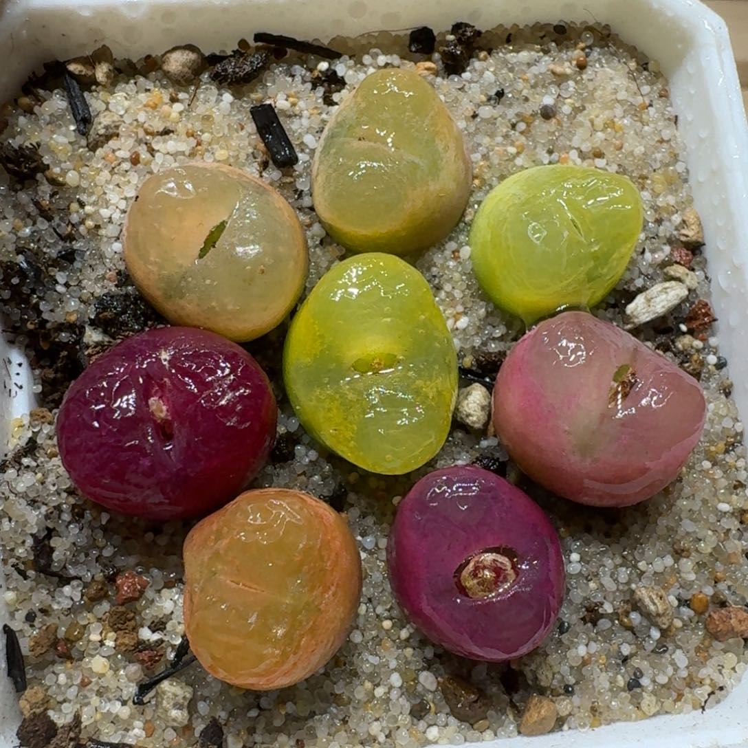 0211-38彩色毛汉尼