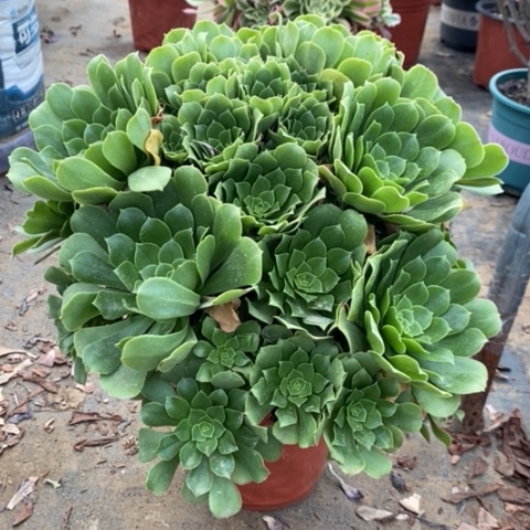 绿羊绒多肉植物086