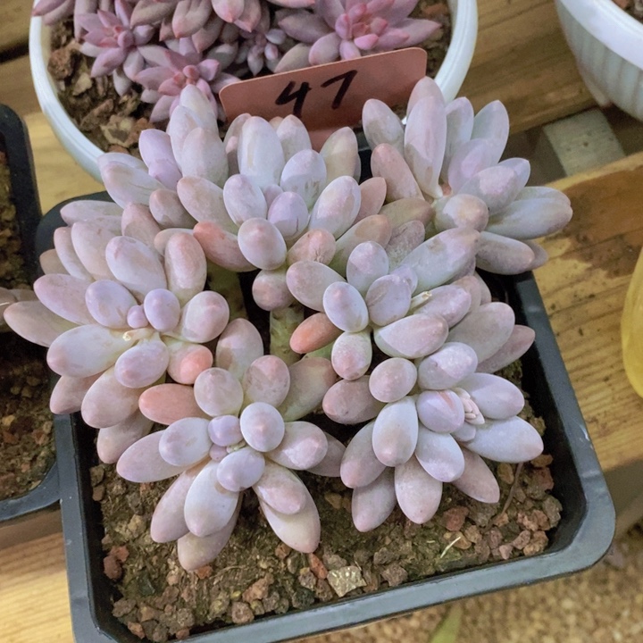 是谁这么想吃蛋糕我