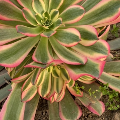 392粉体魅杜莎满25包邮多肉