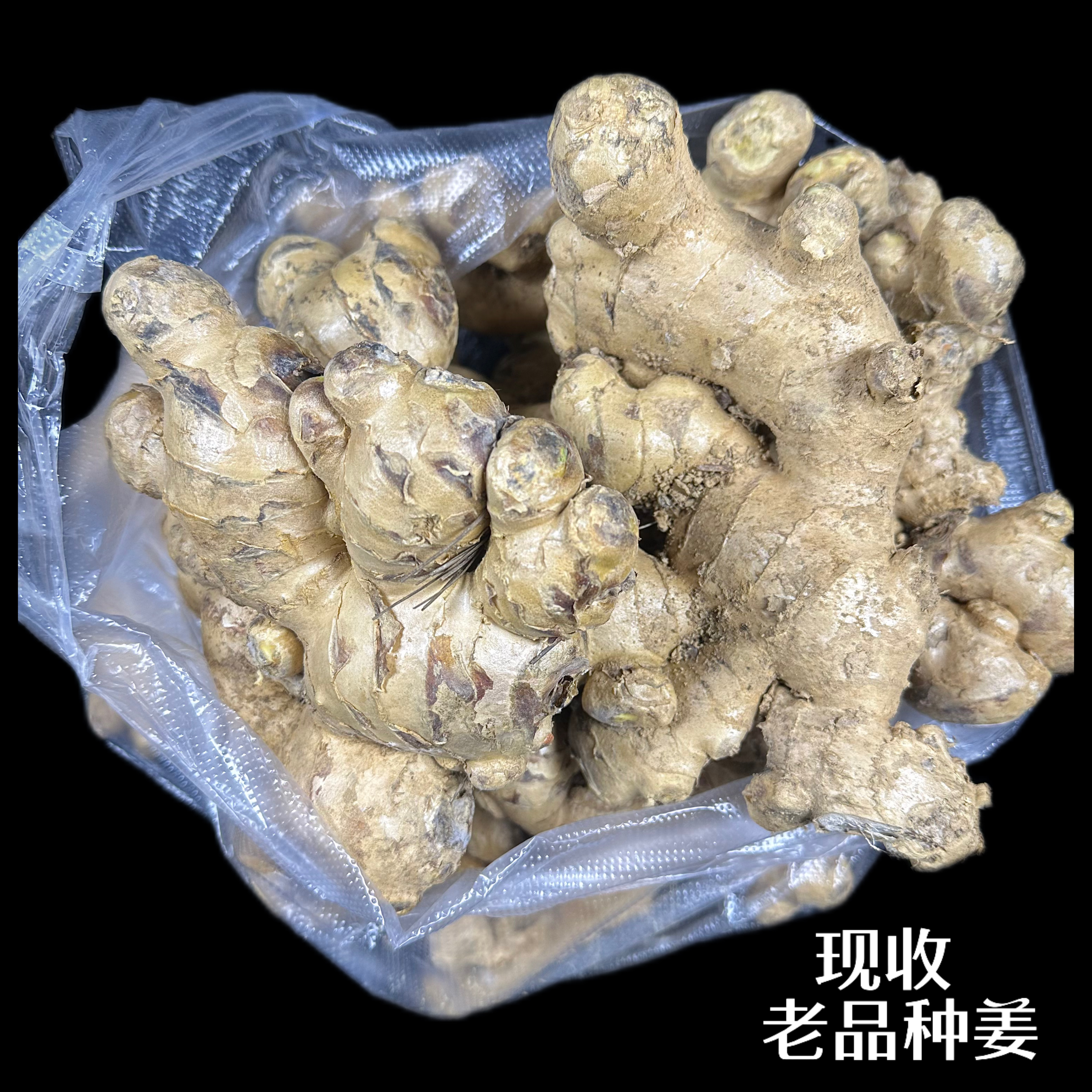 【山地王】老品种青姜云南高山种植农村集市现收优质农产品