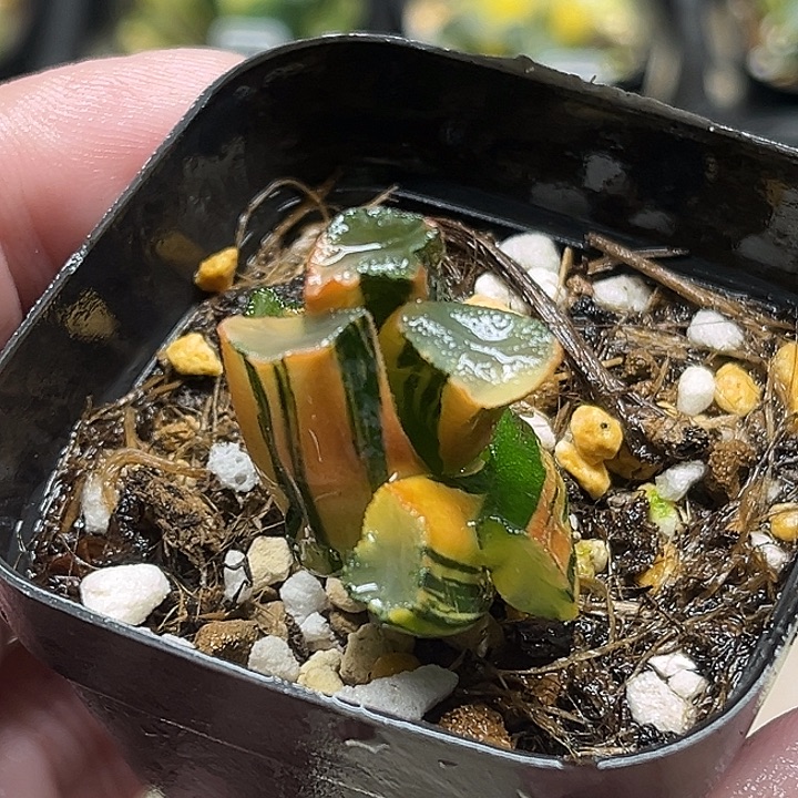 212欧大宝万象锦头家多肉十二卷