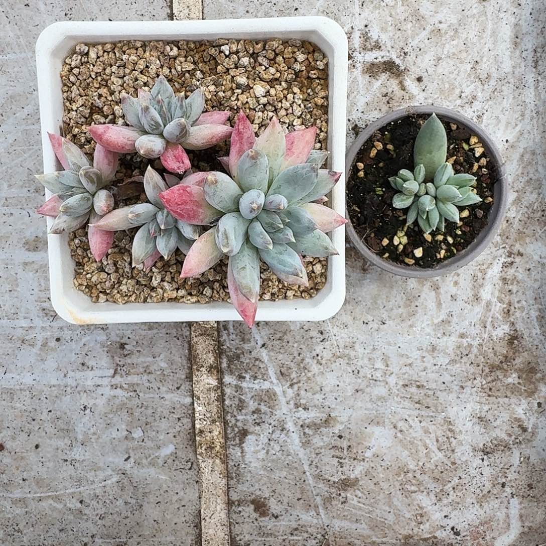 旋转风车 叶插 一物一拍