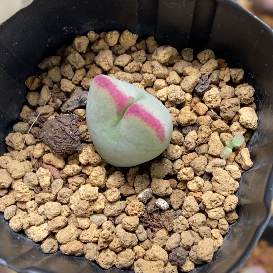 多肉植物肉锥杂交K-710