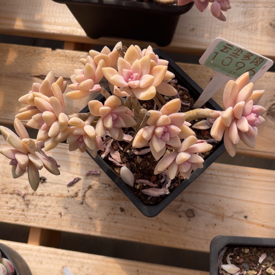 降***M云尘多肉一物一拍1096