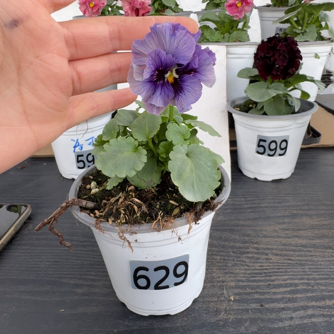 全部花朵629号涩茶