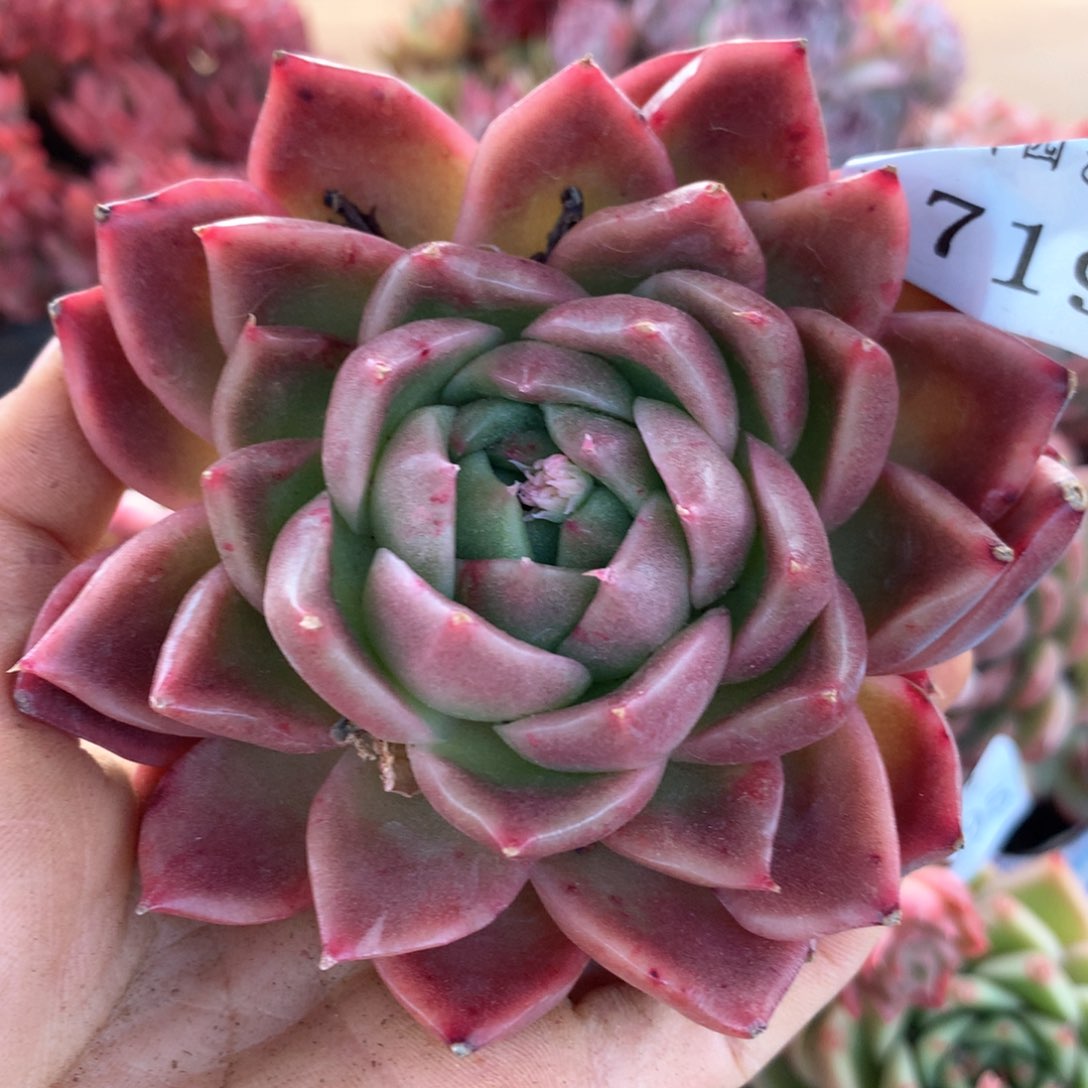 1719杂交多肉植物