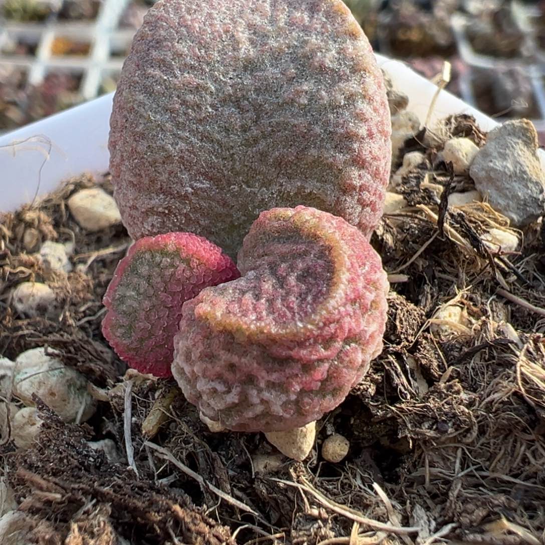 实生底叶苗纹路款多肉植物水泡