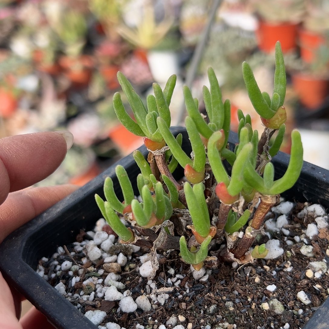 多肉植物短兔儿枝干