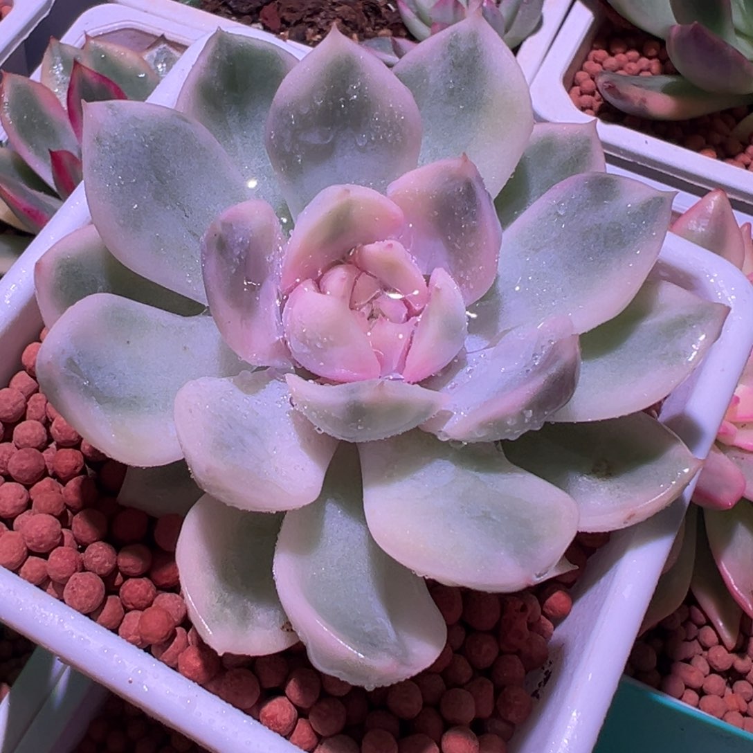 斯特拉锦，覆轮锦多肉植物