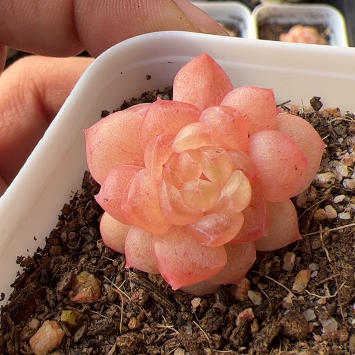 木***子一物一拍精品糖心，尺寸不大介意勿拍