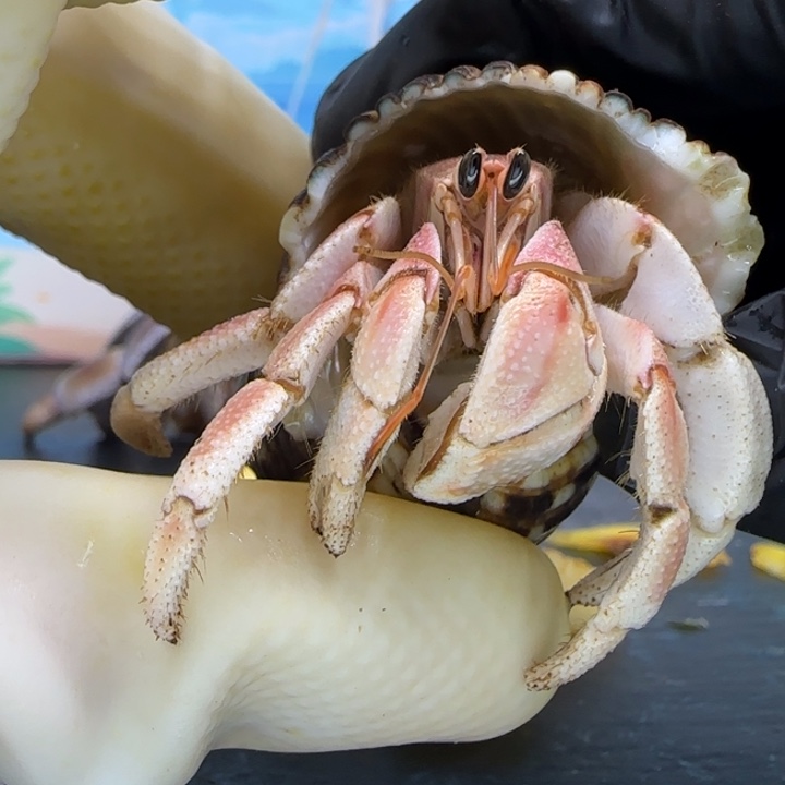 A40草莓奶昔 灰白2.0cm口径