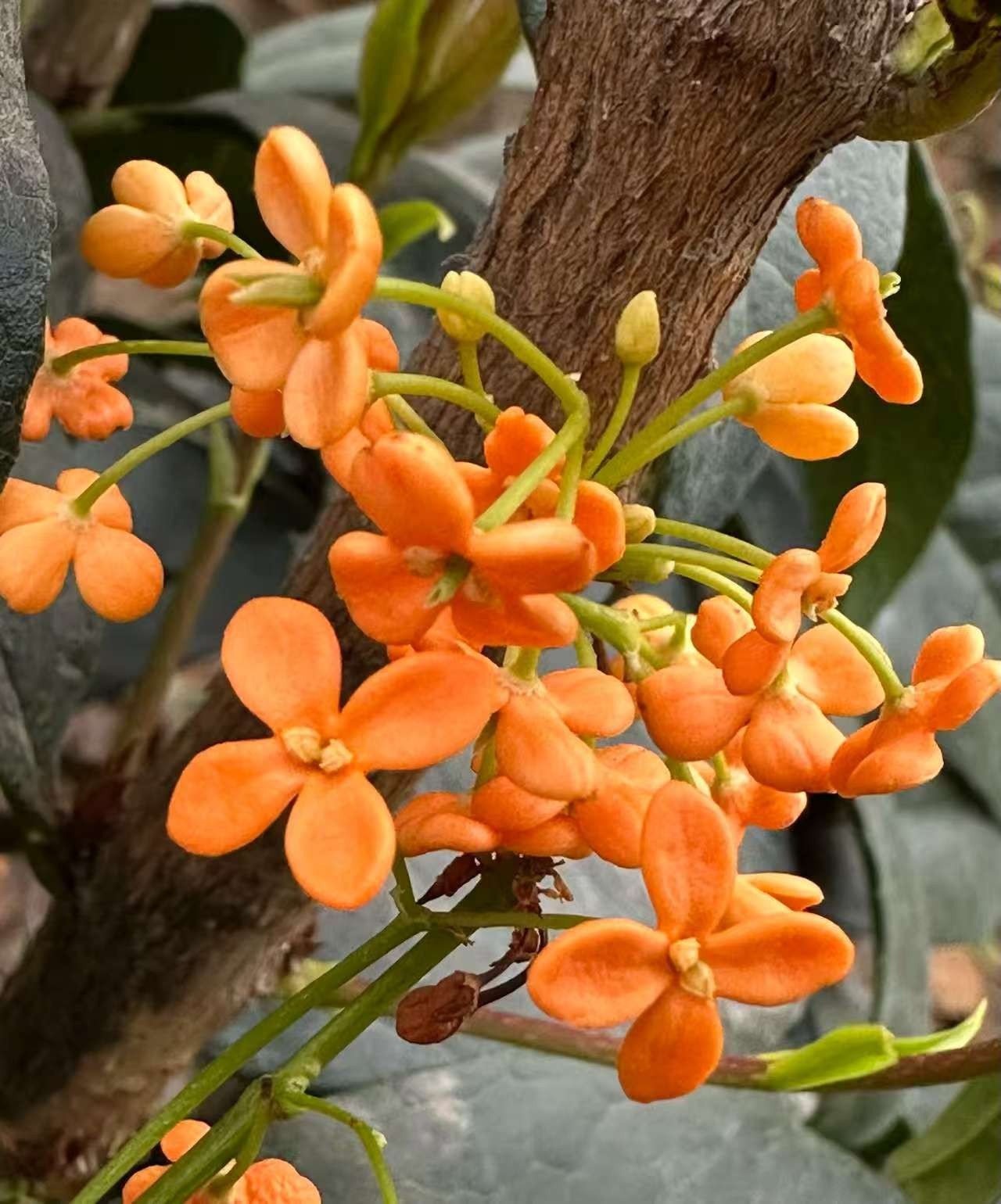 嫁接桂花观赏美观（一物一拍，以直播间实物为主，私拍不发货）