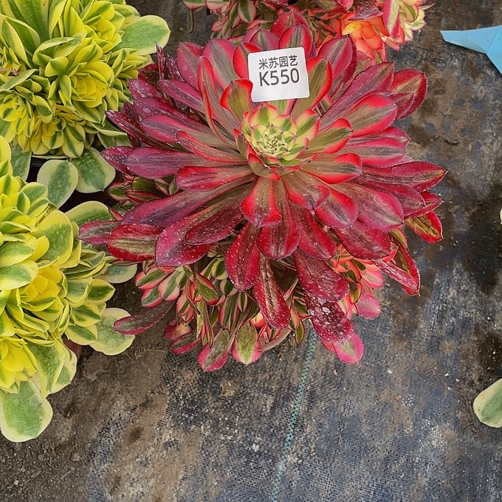 550多肉植物的生长