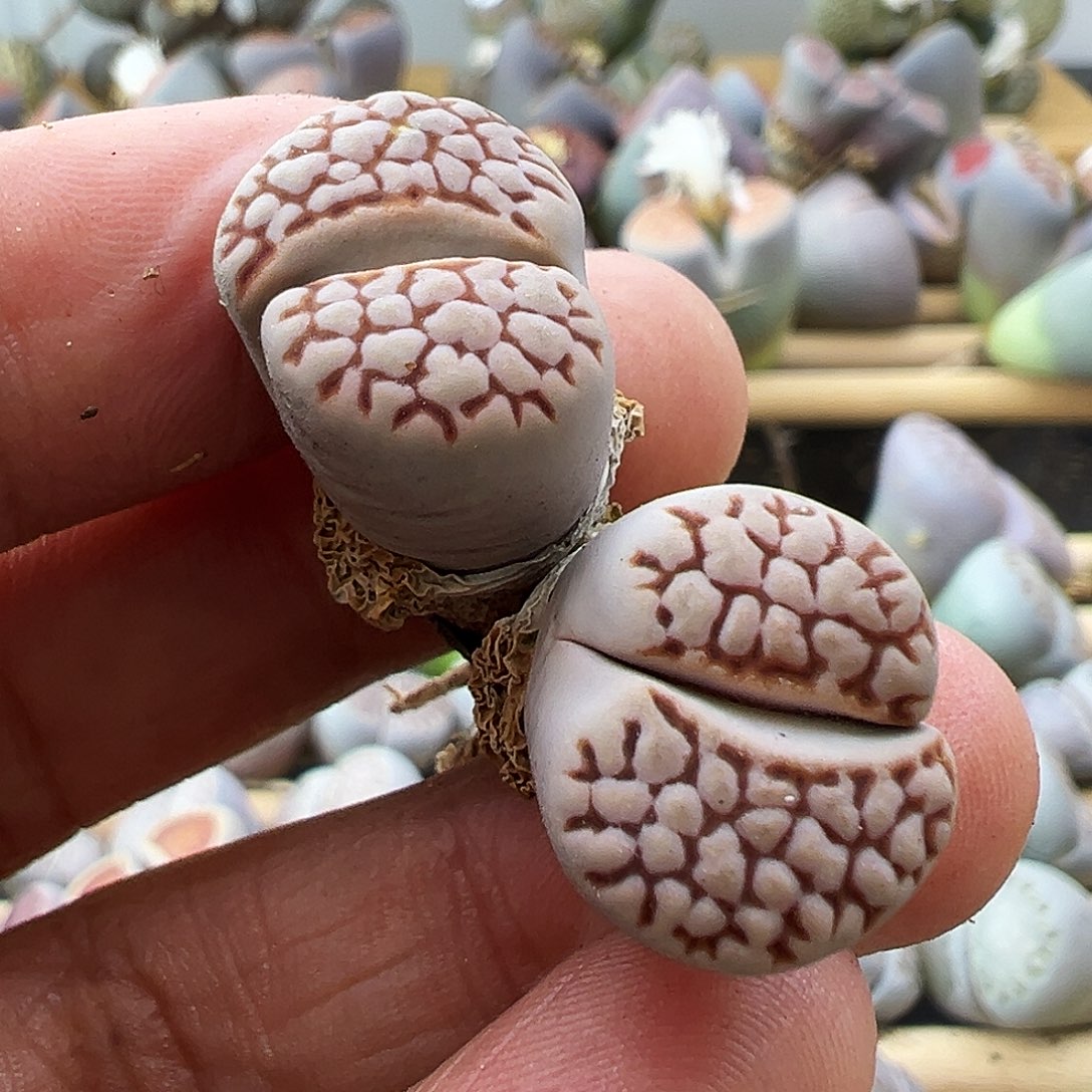 2197清货价格不作参考