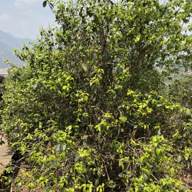 【昔归组2号】2025昔归忙麓山核心区（大树春）散茶普洱生茶