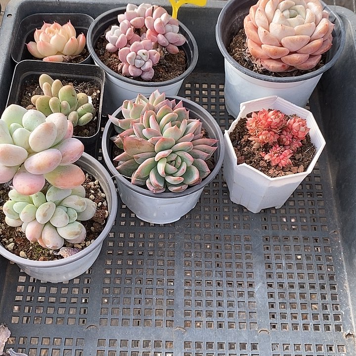 1201004筐拍不售后 