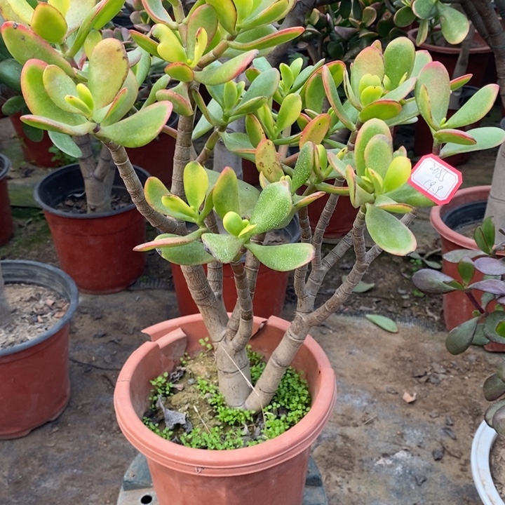 品***生黄金花月一物一拍