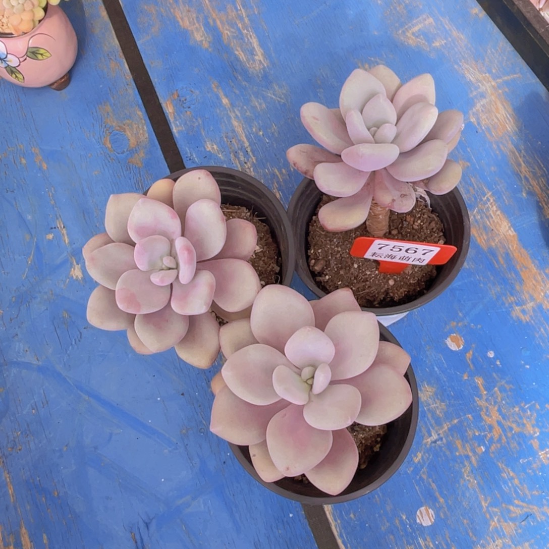 粉兔7567共3颗多肉植物