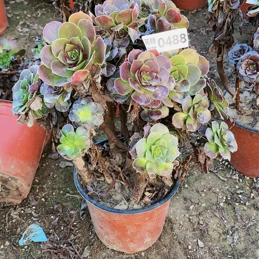 488 号20包邮不包断枝