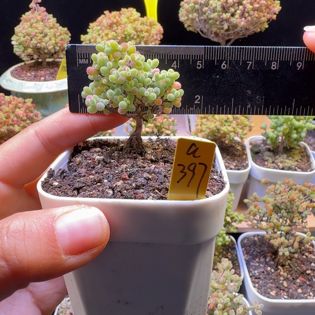 a397号橘子糖冠服4厘米左右