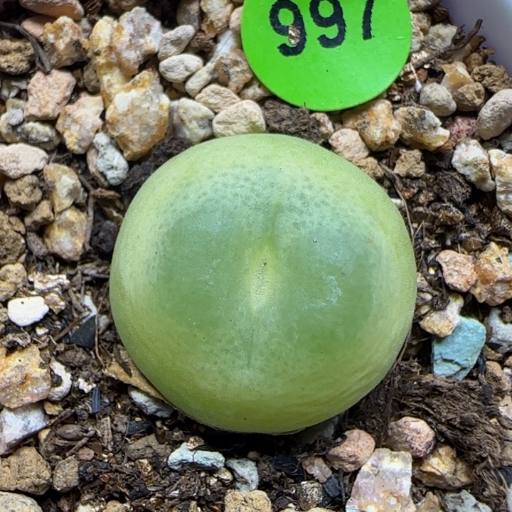 拉登1.7多肉植物997