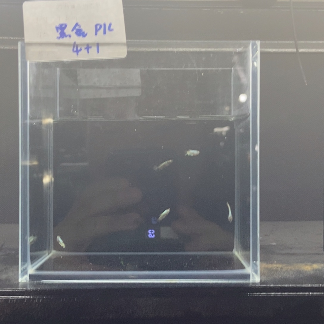 斗鱼包活不包损所见即所得012