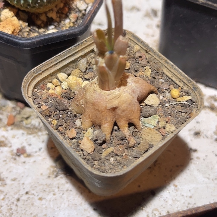 满38包邮2天凑单，脱土晾根发货多肉植物