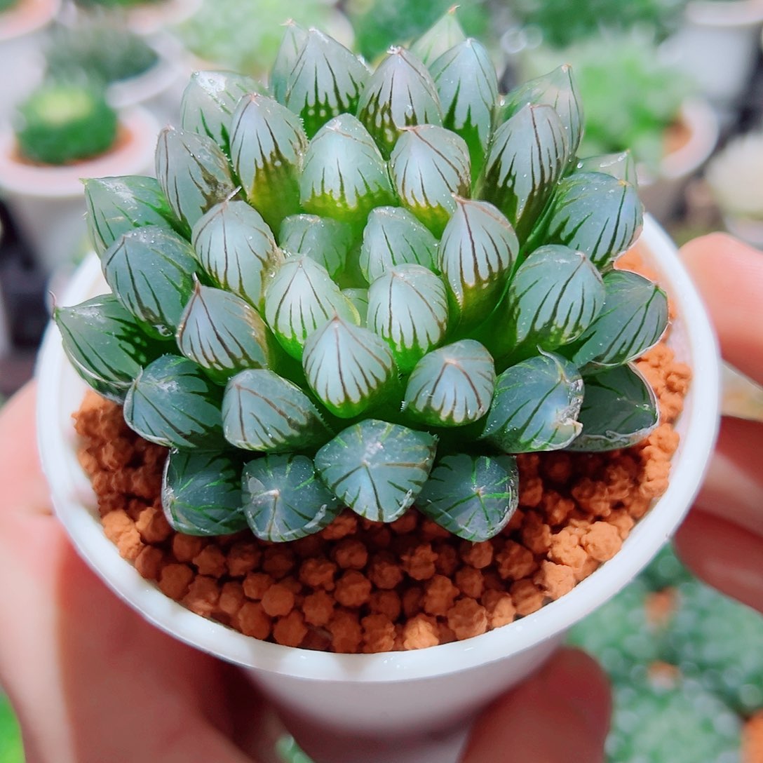 子弹头黑肌玉露多肉多肉