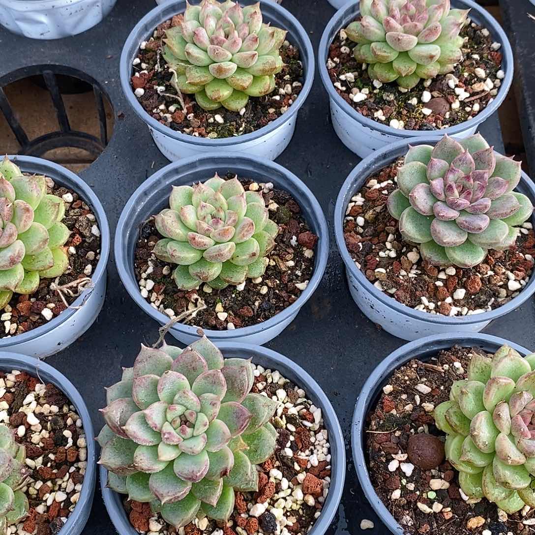 金汇园艺，团黑水晶玫瑰单头福利