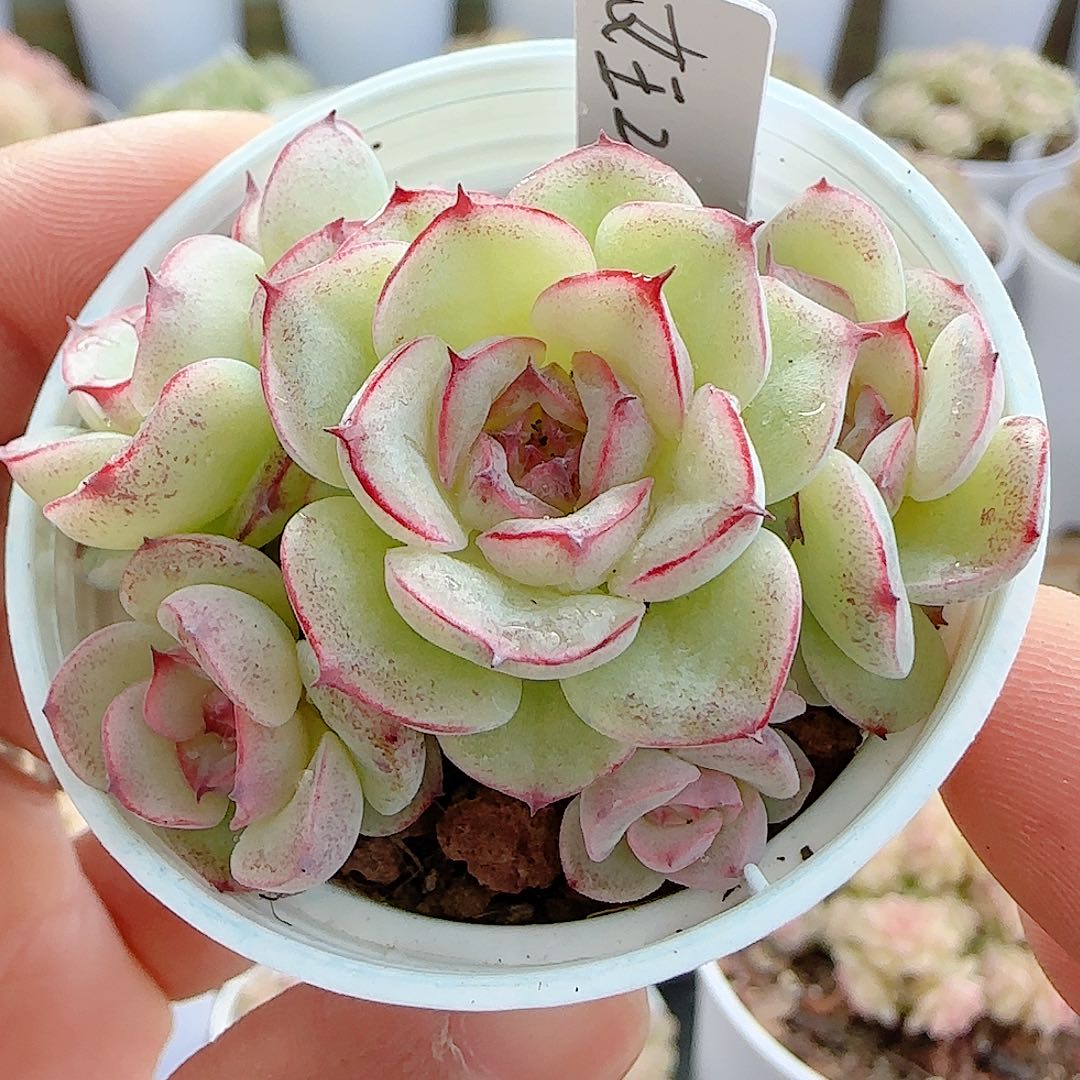 1128-18（女王-2）优选