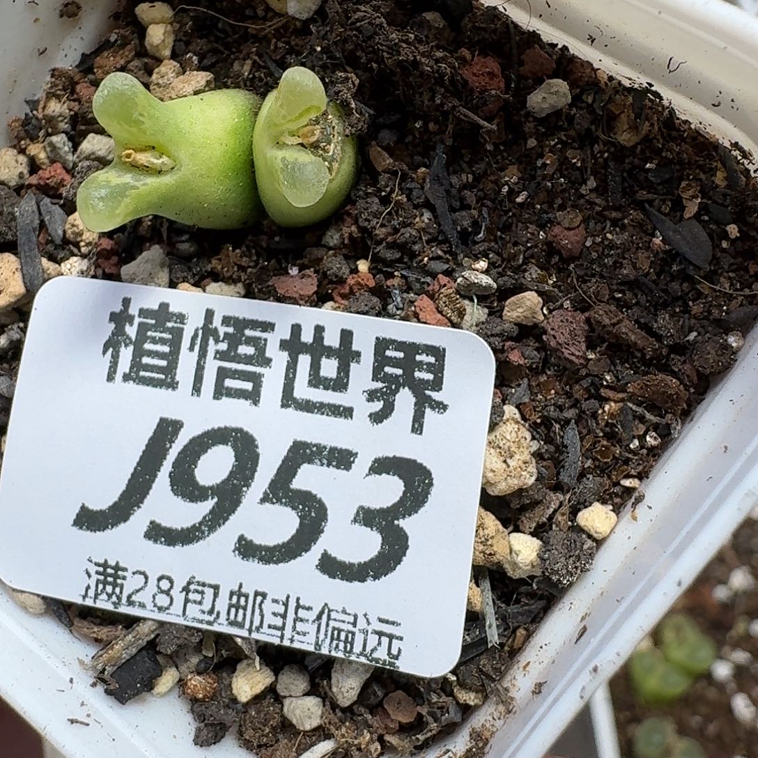 多肉植物的润泽的人生