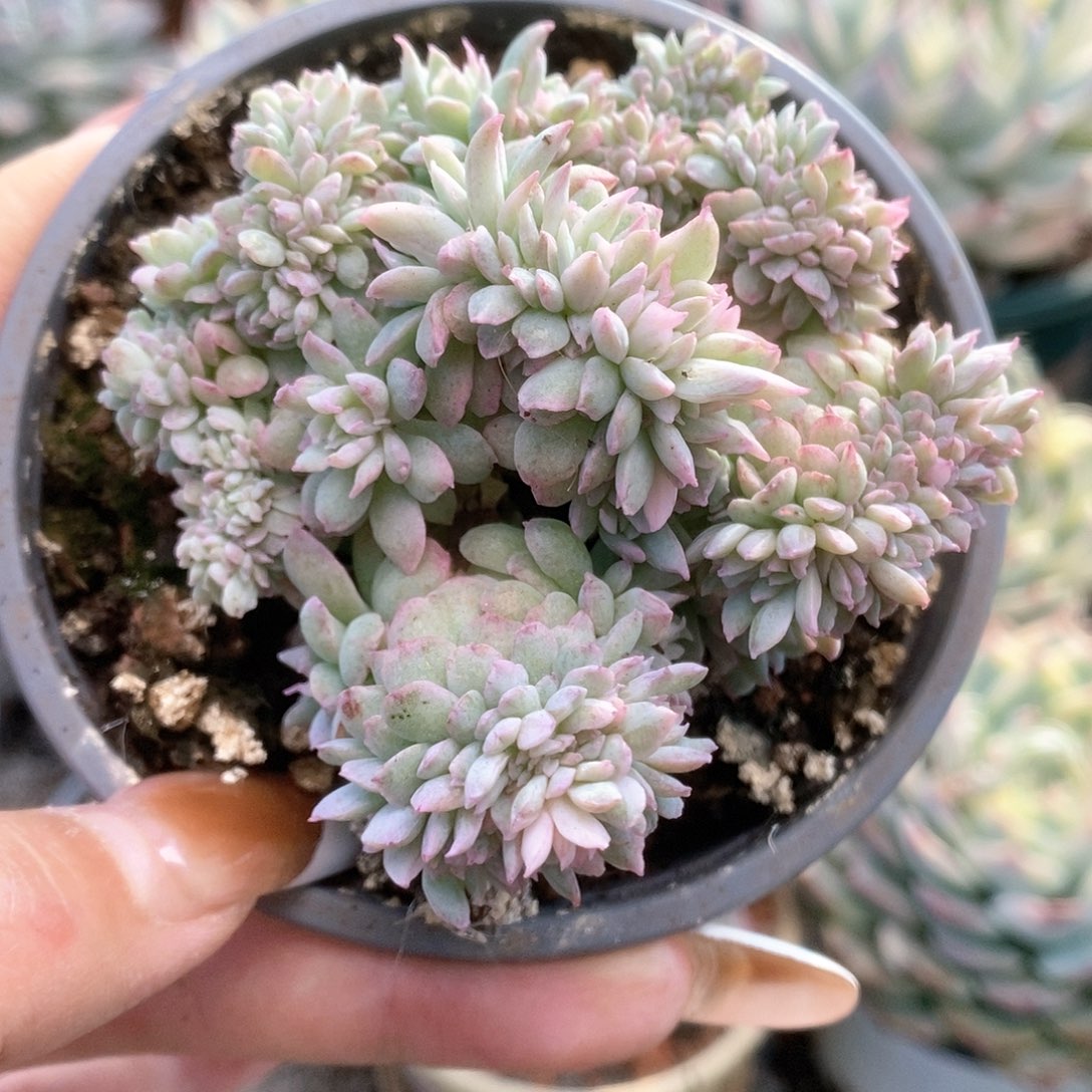 113火焰杯锦锦锦锦