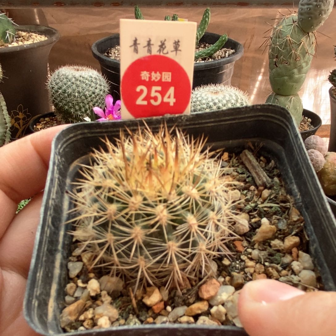 实生豪刺智利球一颗3.4cm