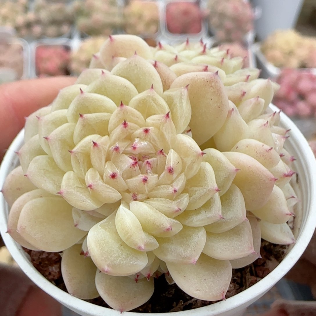 【闪购商品】0126-49小魔仙