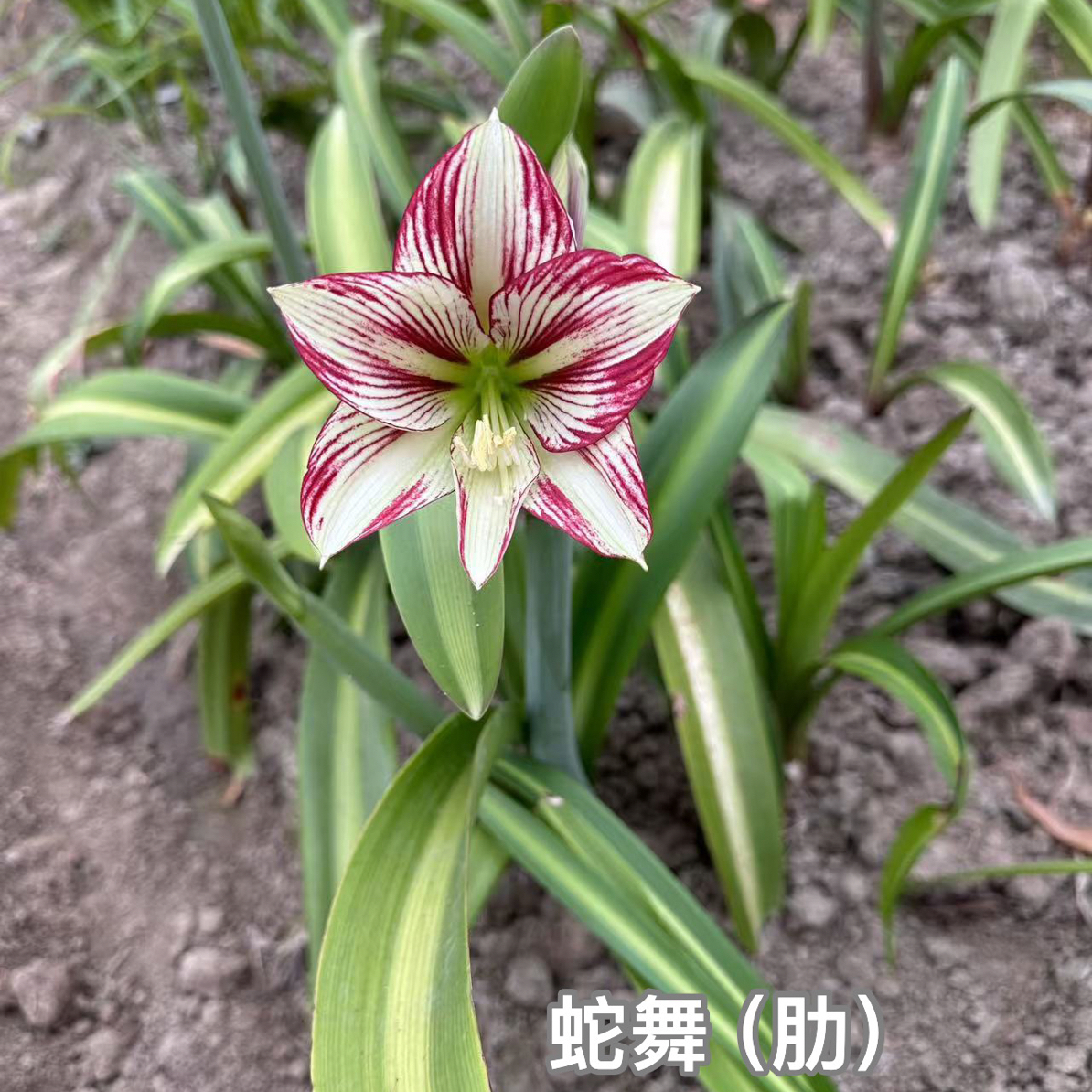 S孤挺花园 蛇舞（肋）+迷幻星空（肋）（老晨育种）组合 裸球