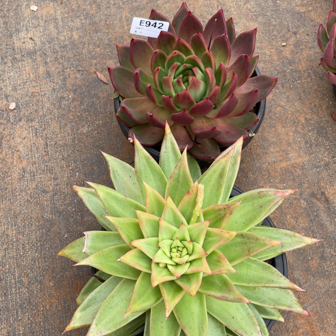 无花朵若如东云组拍E942