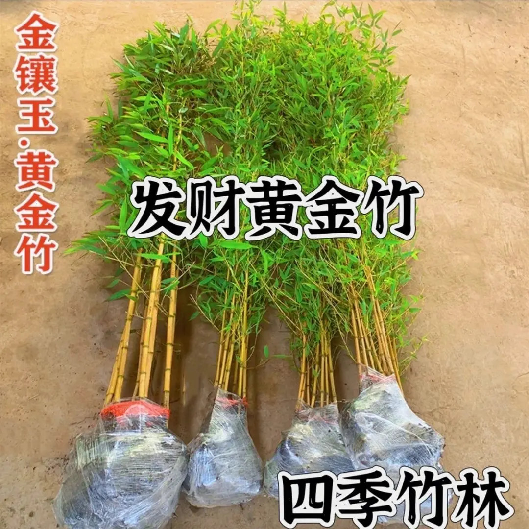 金镶玉黄金竹竹子苗庭院四季常青花园观赏植物室内外盆栽景观竹子