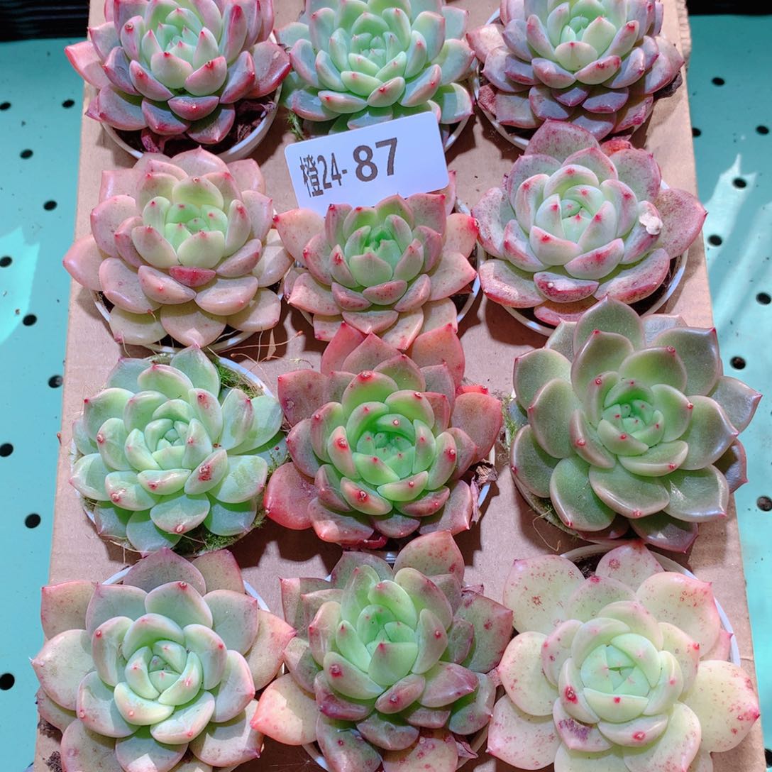 24-87一物一拍多肉带盆18颗