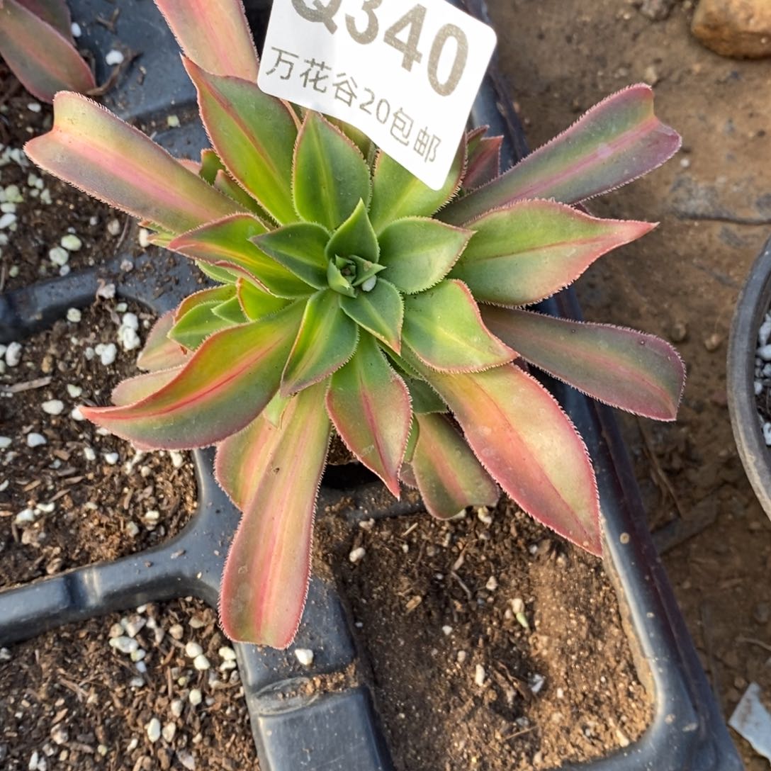 无**琳340枫叶中斑多肉植物