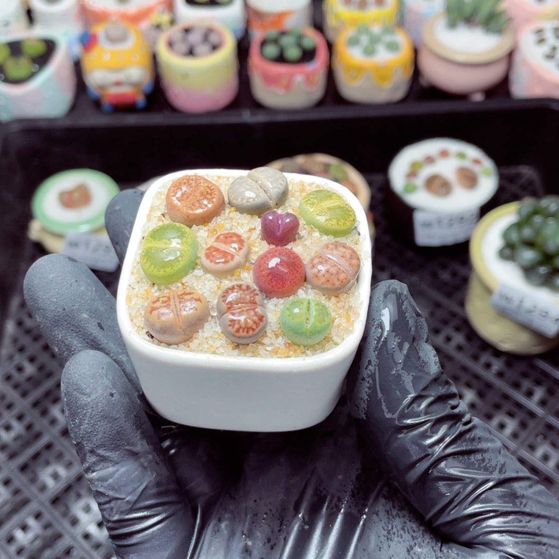 w1295--带盆土发货，零下地区拍保温箱