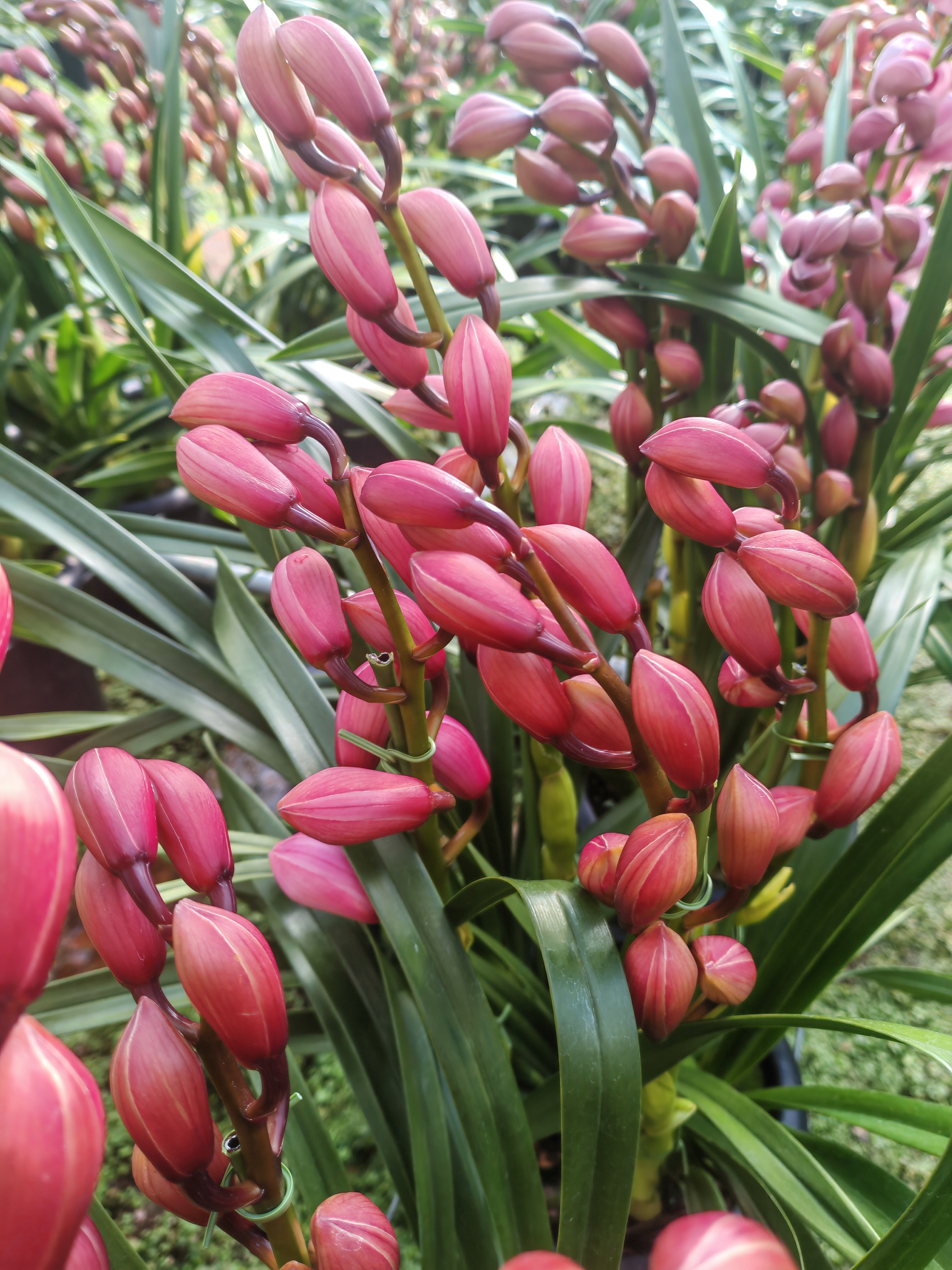 大花蕙兰芭比公主（1430）带花剑