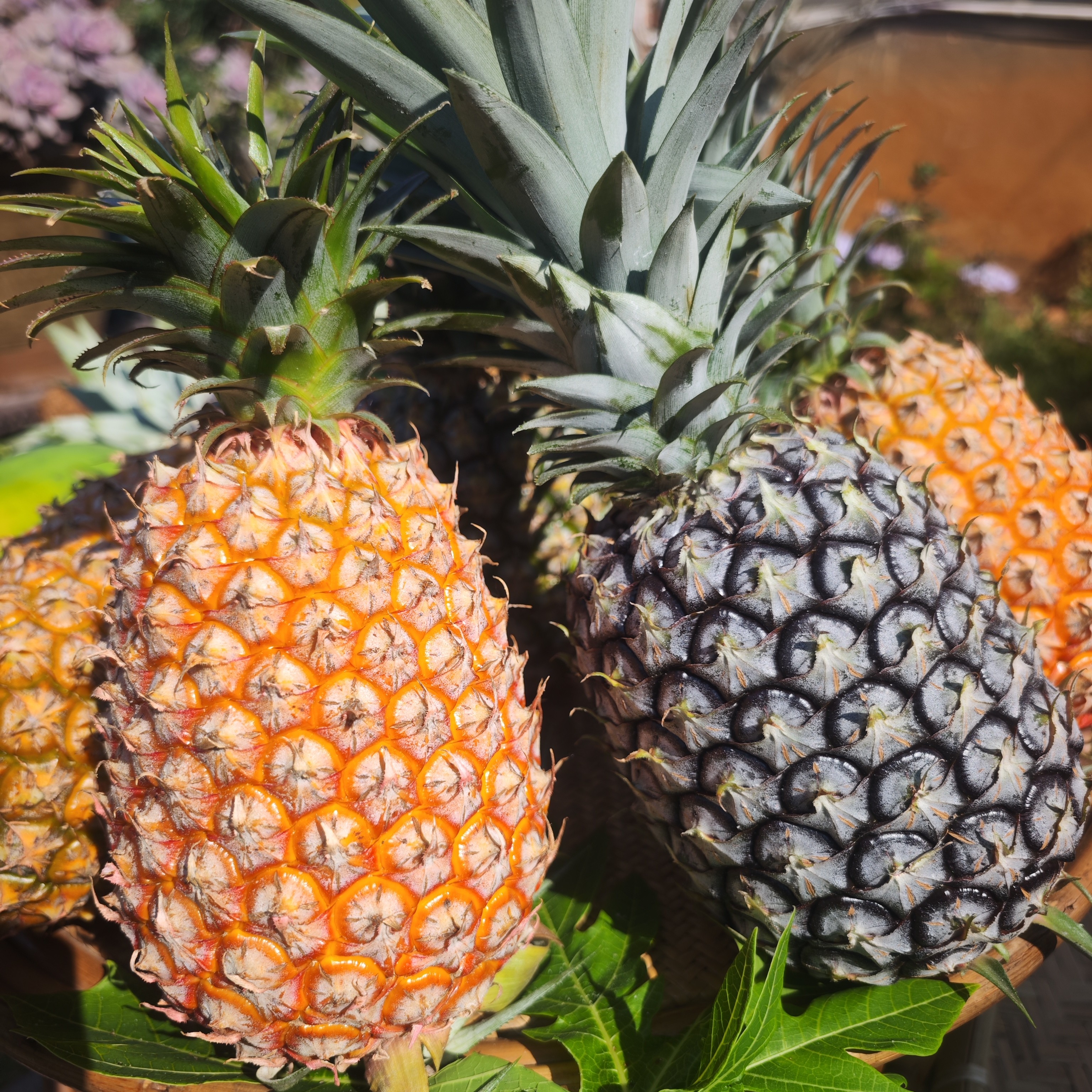 西双版纳金钻凤梨头茬新鲜应季孕妇水果香甜菠萝热带产地现采直发