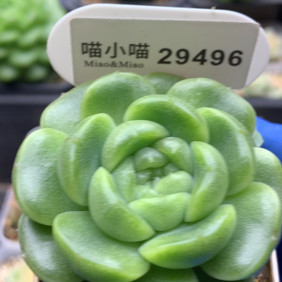 一***界多肉植物杂交珍妮