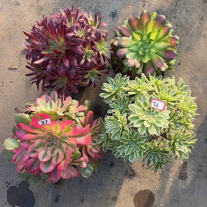 组合多肉植物法师701多肉植物