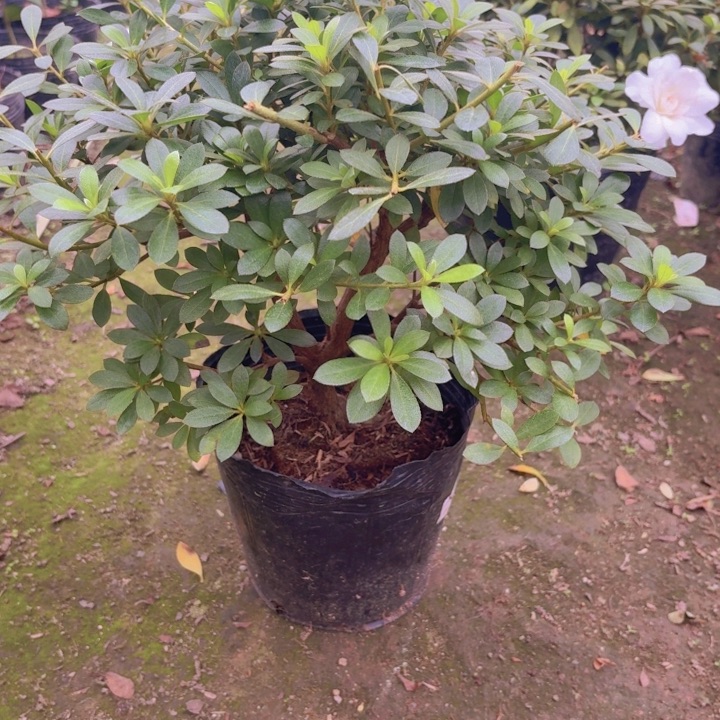 完全开放樱戎一物一拍