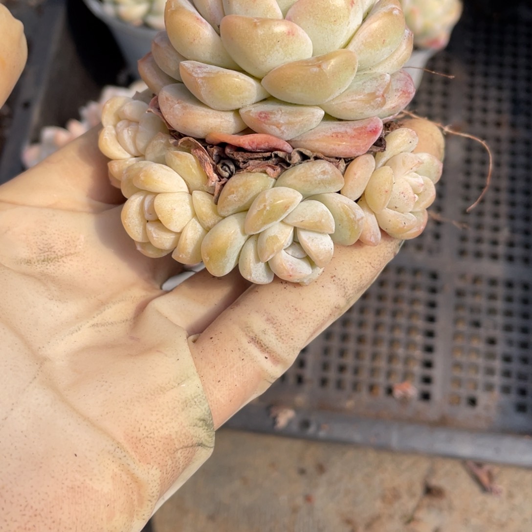 芬***密冰玉冠幅7公分一物一拍