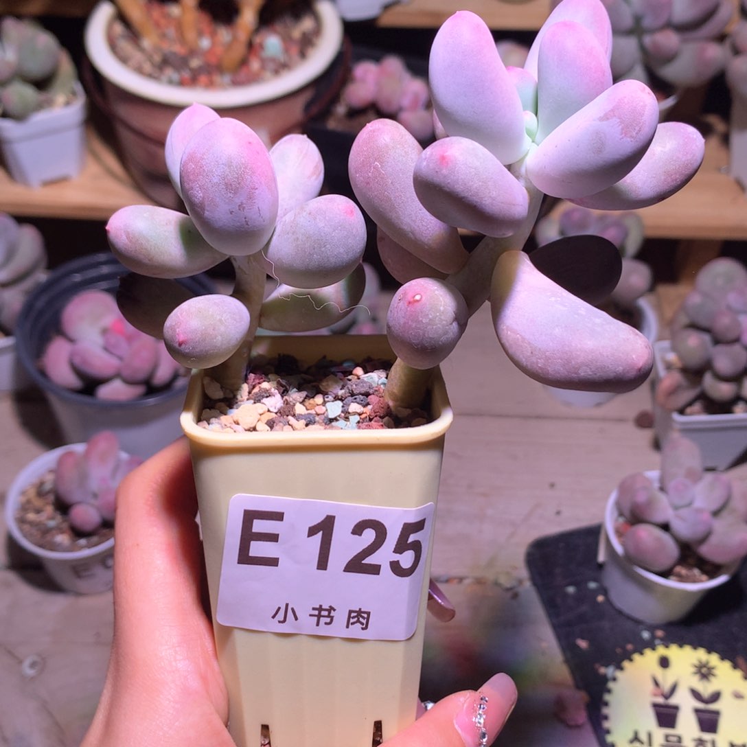 米可米可奶酪多肉哈哈