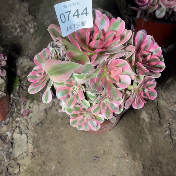 0744女巫的的的多肉