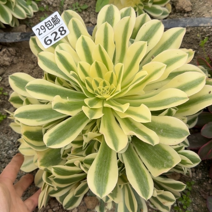 绿豆沙……多肉植物……